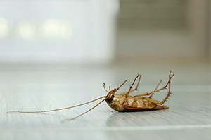 Insecticides et Anti-nuisibles